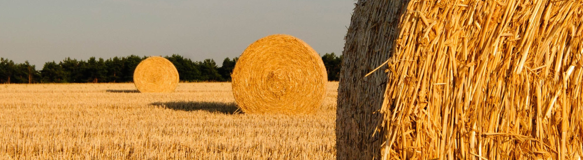 A harvested field with three large hay bales
